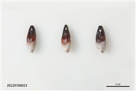 藏品(穿孔人齒)的圖片